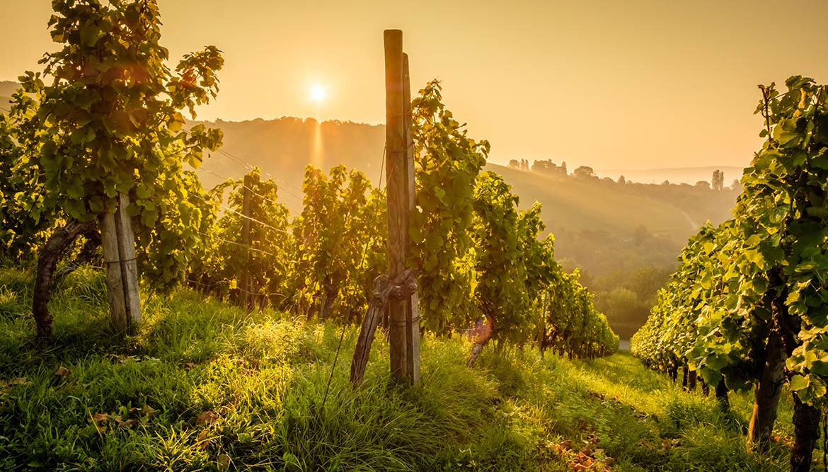 vigne couché de soleil